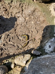 Ambystoma macrodactylum