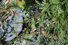 Tanacetum daghestanicum