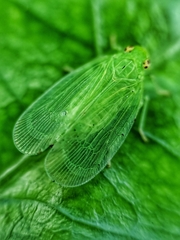 Tropiduchinae
