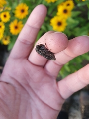 Mamestra brassicae