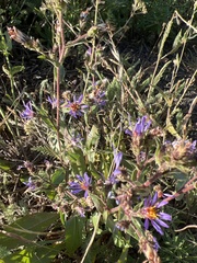 Eurybia