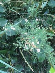 Symphyotrichum ericoides