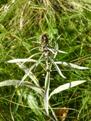 Omalotheca norvegica