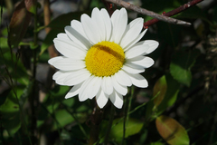Tanacetum daghestanicum