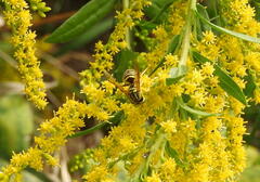 Vespula squamosa