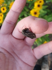 Mamestra brassicae