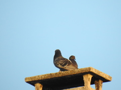 Columba livia domestica