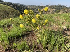 Lasiosiphon kraussianus