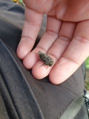 Mamestra brassicae