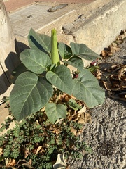 Datura innoxia