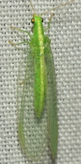 Chrysoperla lucasina