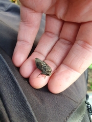 Mamestra brassicae