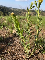 Lasiosiphon kraussianus