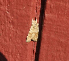 Lithophane bethunei