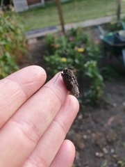 Mamestra brassicae