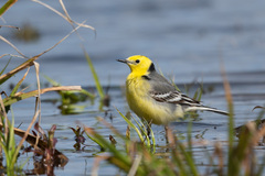 Motacilla citreola