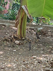 Acridotheres tristis