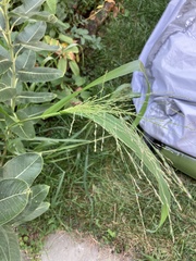 Panicum dichotomiflorum