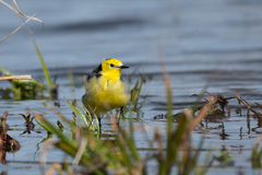 Motacilla citreola