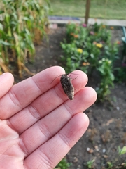 Mamestra brassicae