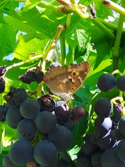 Apatura ilia