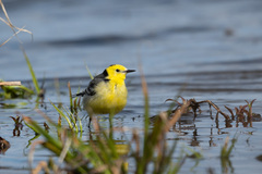 Motacilla citreola