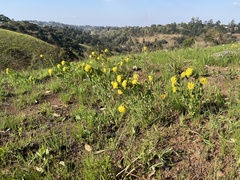 Lasiosiphon kraussianus