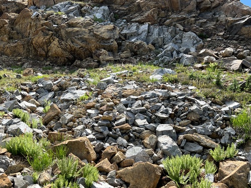 Athyrium americanum, photograph 3