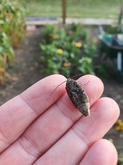 Mamestra brassicae