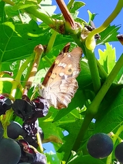 Apatura ilia