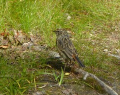 Luscinia svecica
