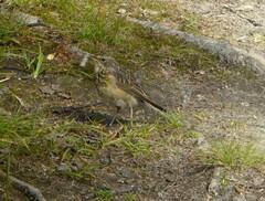 Luscinia svecica