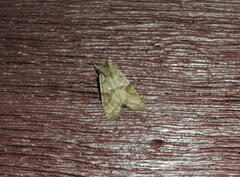 Lithophane bethunei