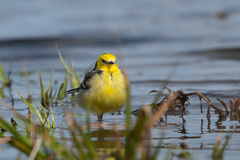 Motacilla citreola
