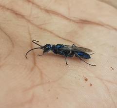 Trirogma caerulea