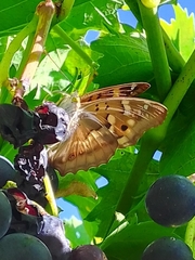 Apatura ilia