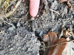 Mamestra brassicae