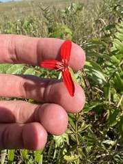 Silene regia