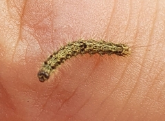 Eilema