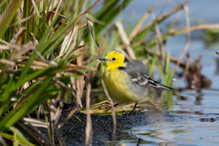 Motacilla citreola