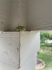 Hyla versicolor
