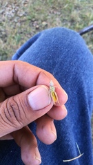 Chorthippus brunneus