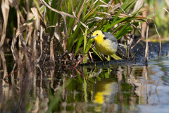 Motacilla citreola