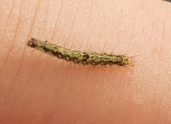 Eilema