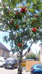 Sorbus aucuparia