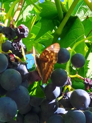 Apatura ilia