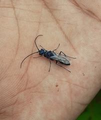 Trirogma caerulea