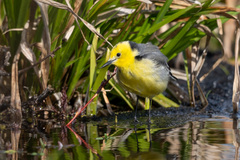 Motacilla citreola