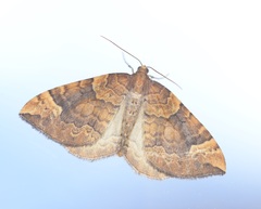 Eulithis populata
