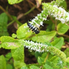 Bicyrtes quadrifasciatus